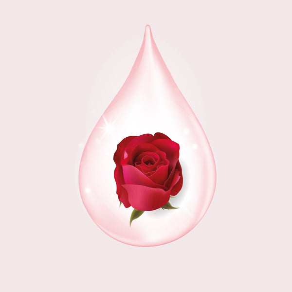 A fresh red Rosa Damascena rose inside a pink serum drop showcasing advanced protective plant stem cell technology.