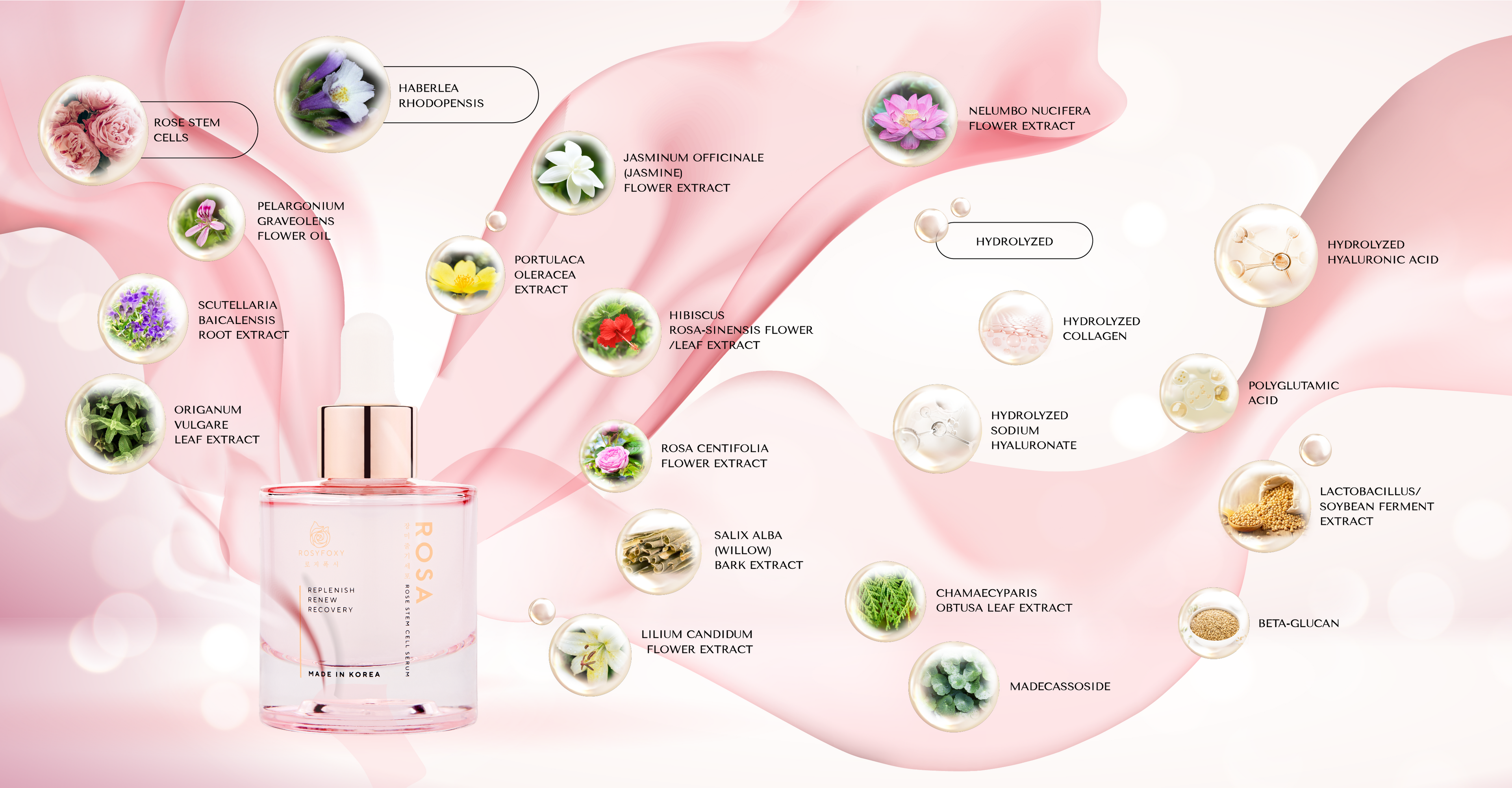 Rosy Foxy ROSA serum infographic detailing botanical ingredients like rose stem cells and hydrolyzed collagen.